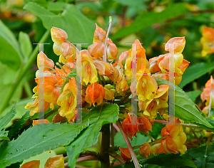 Picture of Impatiens auriculata 