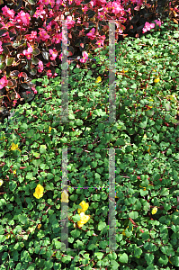 Picture of Impatiens repens 