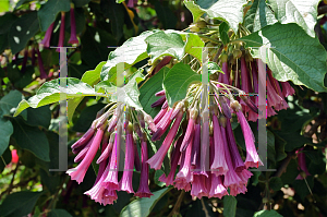 Picture of Iochroma cyanea 