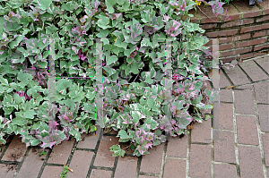 Picture of Ipomoea batatas 'Tricolor'