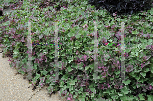 Picture of Ipomoea batatas 'Tricolor'