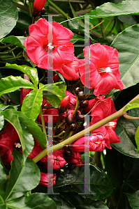 Picture of Ipomoea horsfalliae 