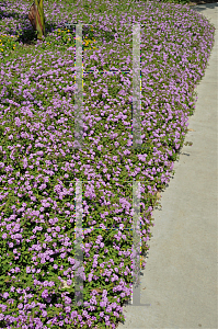 Picture of Lantana montevidensis 