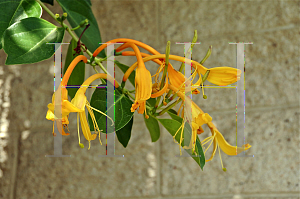 Picture of Lonicera hildebrandiana 