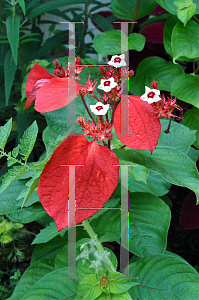 Picture of Mussaenda erythrophylla 