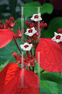 Picture of Mussaenda erythrophylla 