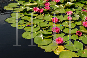 Picture of Nymphaea  'Gloriosa'