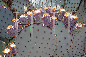 Picture of Opuntia macrocentra var. santa-rita 