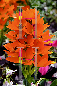 Picture of Ornithogalum dubium 'Orange Cream'