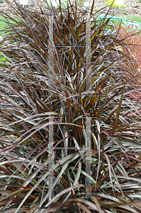 Picture of Pennisetum purpureum 'Graceful Grasses Vertigo'