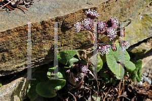 Picture of Petasites fragrans 