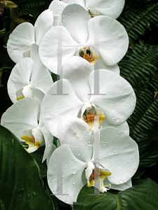 Picture of Phalaenopsis x 