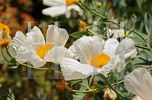 Picture of Romneya coulteri 