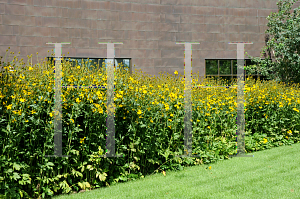 Picture of Rudbeckia laciniata 