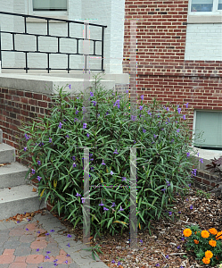 Picture of Ruellia simplex 