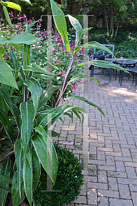 Picture of Setaria palmifolia 'Rubra Variegata'