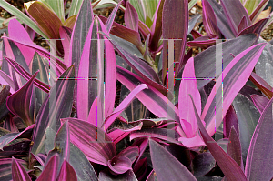 Picture of Tradescantia pallida 'Pink Corazon'