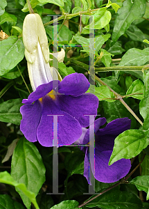 Picture of Thunbergia battiscombei 