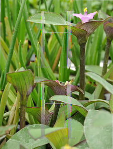 Picture of Tradescantia pallida 'Blue Sue'