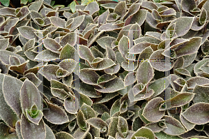 Picture of Tradescantia sillamontana 