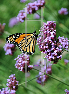 Picture of Verbena bonariensis 