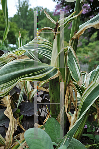 Picture of Zea mays 'Tiger Cub'