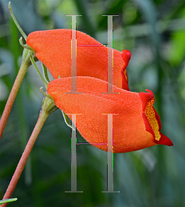 Picture of Gloxinia sylvatica 