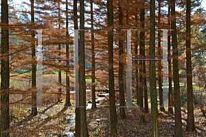 Picture of Taxodium ascendens 'Prairie Sentinel'