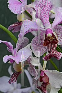 Picture of Vanda spp. 