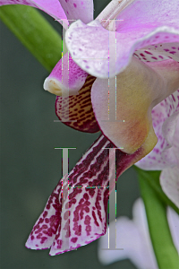 Picture of Vanda spp. 