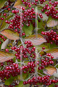 Picture of Viburnum ichangense 