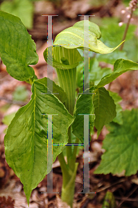 Picture of Arisaema triphyllum 