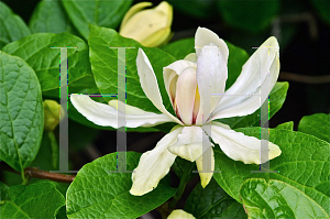 Picture of Calycanthus  'Venus'