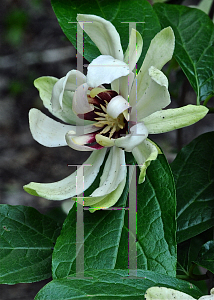 Picture of Calycanthus  'Venus'