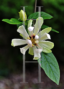 Picture of Calycanthus  'Venus'