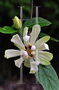 Picture of Calycanthus  'Venus'