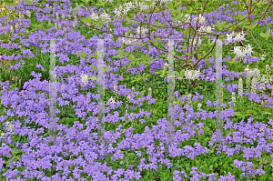 Picture of Phlox stolonifera 