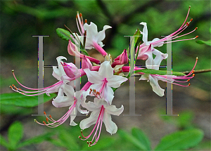 Picture of Rhododendron periclymenoides 