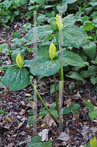 Picture of Trillium luteum 