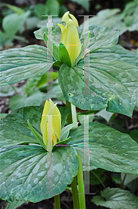 Picture of Trillium luteum 