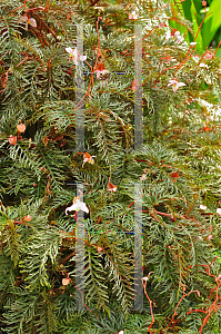 Picture of Begonia bipinnatafida 