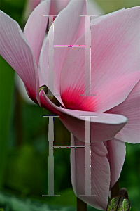 Picture of Cyclamen persicum 