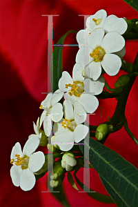 Picture of Euphorbia leucocephala 