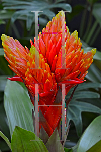 Picture of Guzmania  'Ada'