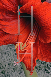 Picture of Hippeastrum x hybridum 