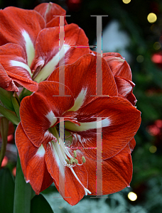 Picture of Hippeastrum x hybridum 