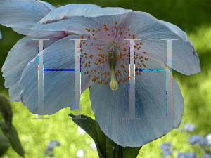 Picture of Meconopsis betonicifolia 