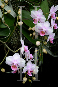 Picture of Phalaenopsis x 