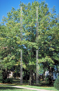 Picture of Quercus phellos 