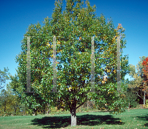 Picture of Quercus montana 